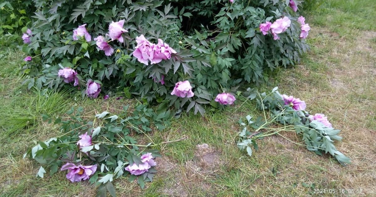 Словно орда пронеслась: в ботсаду Одессы в первый день открытия для селфи посетители изуродовали редкие растения