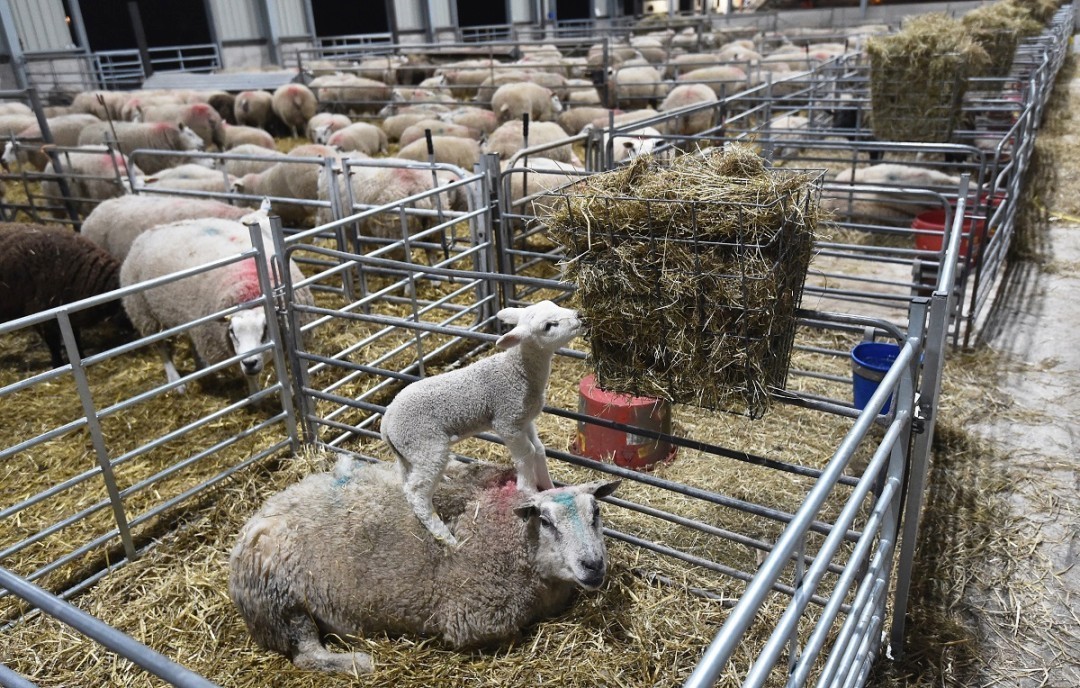 Украина на 84,5% сократила экспорт баранины и козлятины Украина на 84,5% сократила экспорт баранины и козлятины